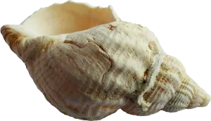 Conch Shell Isolatedon White Background PNG Image