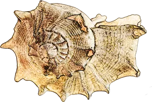 Conch Shell Sketch Artwork PNG Image