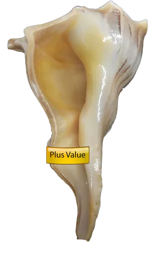 Conch Shell With Label PNG Image