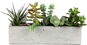 Concrete Rectangular Succulent Planter PNG Image