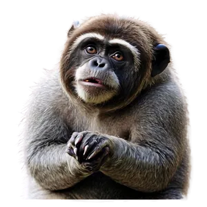 Confused Animal Meme Png Tgk45 PNG Image