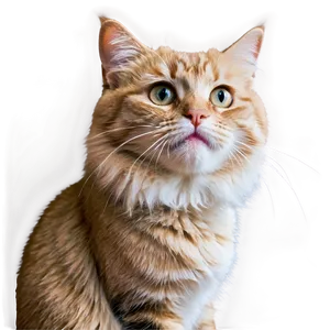 Confused Cat Meme Png 48 PNG Image