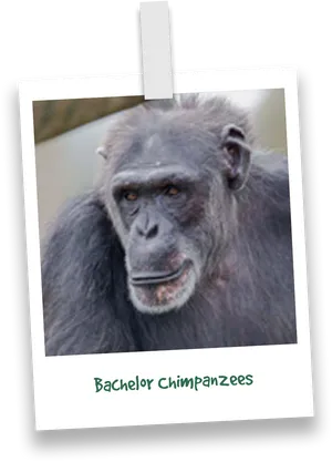 Contemplative Chimpanzee Portrait PNG Image