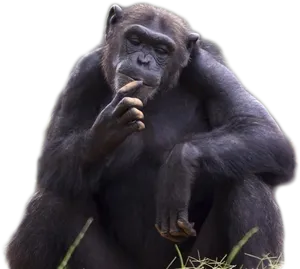 Contemplative_ Chimpanzee_ Portrait PNG Image