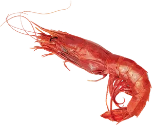 Cooked Shrimp Side View PNG Image