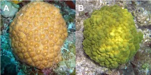 Coral_ Comparison_ Study PNG Image