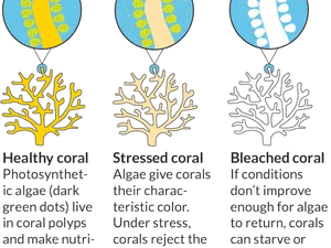 Coral_ Health_ Stages_ Illustration PNG Image