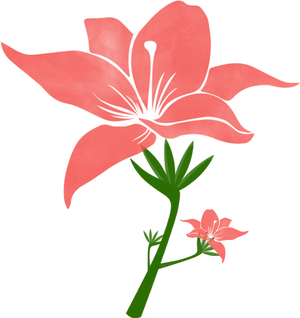 Coral Lily Vector Illustration PNG Image