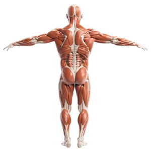 Core Muscles In The Human Body Png 42 PNG Image