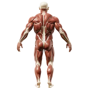 Core Muscles In The Human Body Png Pta52 PNG Image