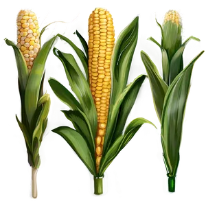 Corn Stalk B PNG Image