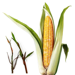 Corn Stalk Background Png Hcv95 PNG Image