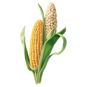 Corn Stalk C PNG Image