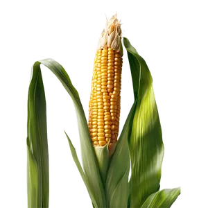 Corn Stalk With Ears Png Foa30 PNG Image