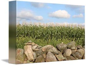 Cornfield Stone Wall Sky PNG