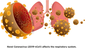 Coronavirus Respiratory System Impact PNG Image