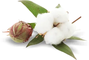 Cotton Bolland Fluff PNG Image