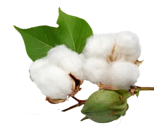 Cotton Bolland Leaf.png PNG Image