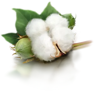 Cotton Bollon Branch PNG Image