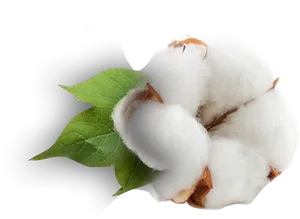 Cotton Bollwith Leaf.png PNG Image