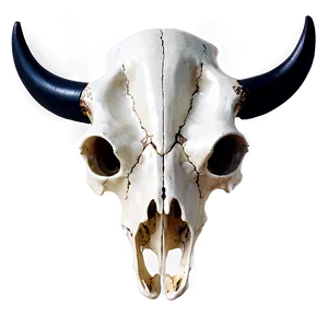 Cow Skull B PNG Image