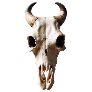 Cow Skull Illustration Png 58 PNG Image