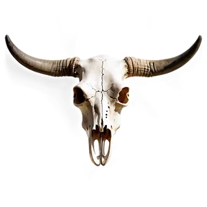 Cow Skull Illustration Png 83 PNG Image