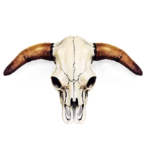 Cow Skull With Horns Png Kln PNG Image