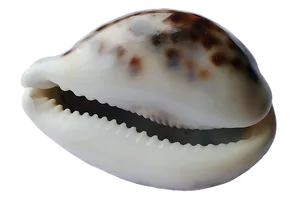 Cowrie Shell Close Up PNG