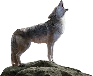 Coyote Howlingon Rock PNG Image