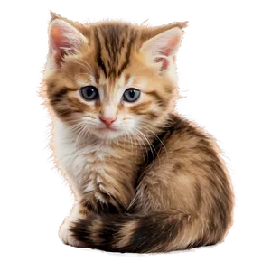 Cozy Kitten Picture Png Chd97 PNG Image