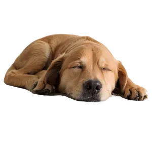 Cozy Sleeping Dog Png Uqj PNG Image