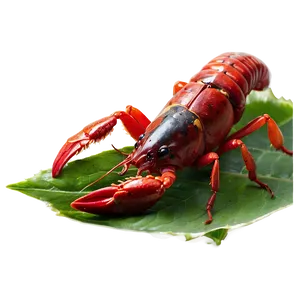 Crawfish In Natural Habitat Png Ocr79 PNG Image