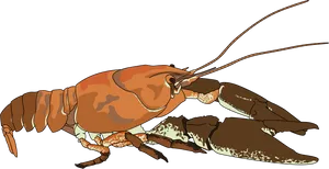 Crayfish_ Illustration.png PNG Image