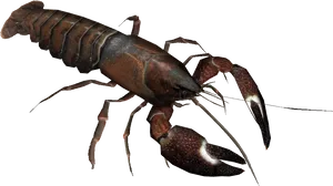 Crayfish Specimen Isolated PNG Image