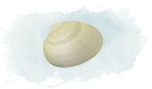 Creamy Clam Illustration PNG Image