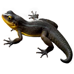 Creeping Newt Png 46 PNG Image