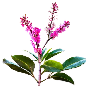 Crepe Myrtle Blooming Season Png Emm PNG Image