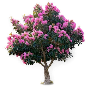 Crepe Myrtle Blooming Season Png Yea28 PNG Image