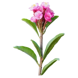 Crepe Myrtle Flower Bud Png 06282024 PNG Image