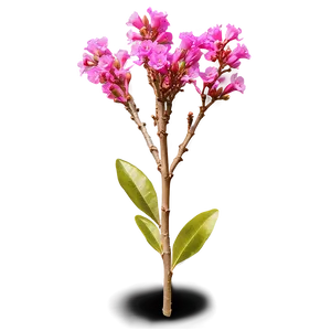 Crepe Myrtle Flower Bud Png Owt PNG Image