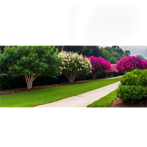 Crepe Myrtle Pathway Edge Png Hog24 PNG Image