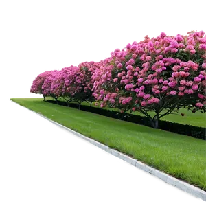 Crepe Myrtle Pathway Edge Png Nud PNG Image