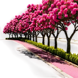 Crepe Myrtle Tree Alley Png 80 PNG Image