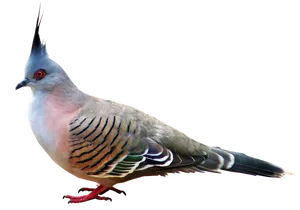 Crested Pigeon Profile PNG Image