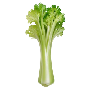 Crisp Celery Bunch Png 06252024 PNG Image