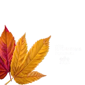 Crisp Fall Leaves Png 22 PNG Image