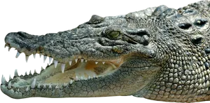 Crocodile_ Closeup_ P N G_ Background PNG Image