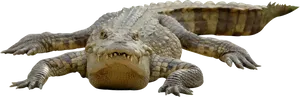 Crocodile_ Closeup_ P N G PNG Image