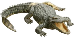 Crocodile_ Open_ Mouth PNG Image